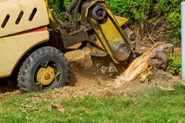 Best Tree Preservation Services  in Pocono Springs, PA